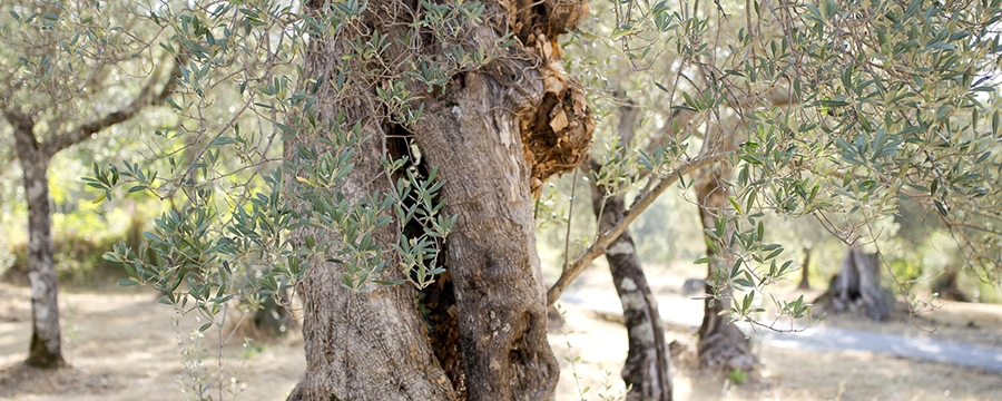 Christchurch Photographer, in Italy