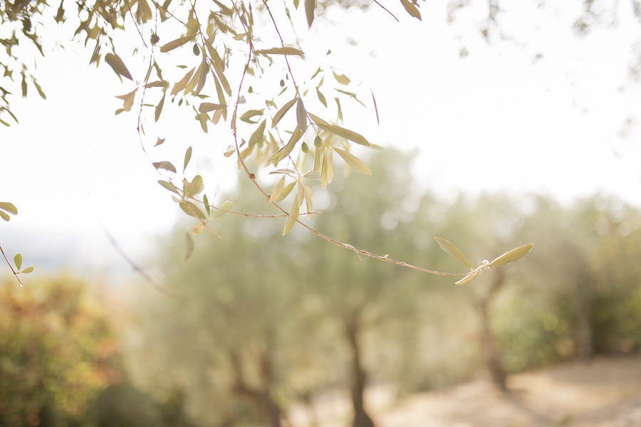 Christchurch photographer olive trees