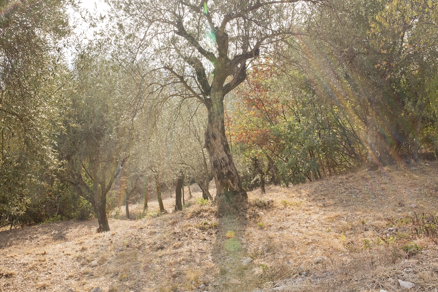 Christchurch photographer olive trees