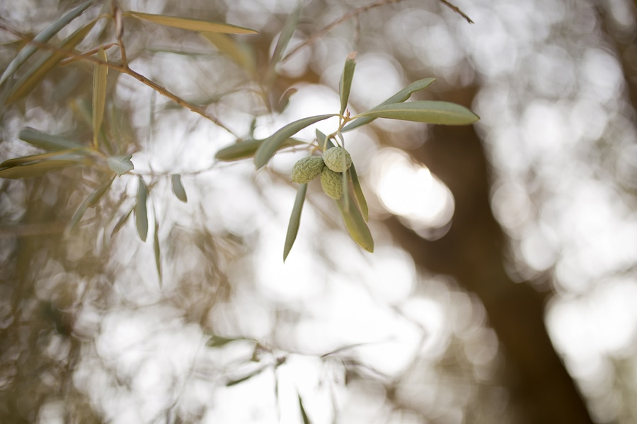 Christchurch photographer olive trees