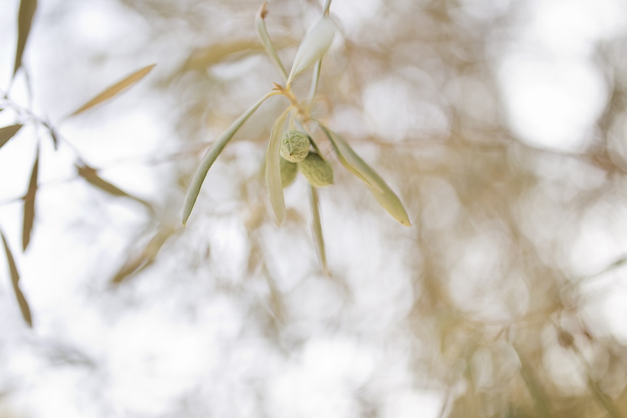 Christchurch photographer olive trees