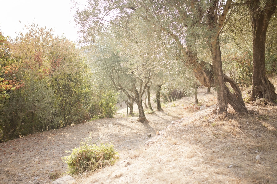 Christchurch photographer olive trees