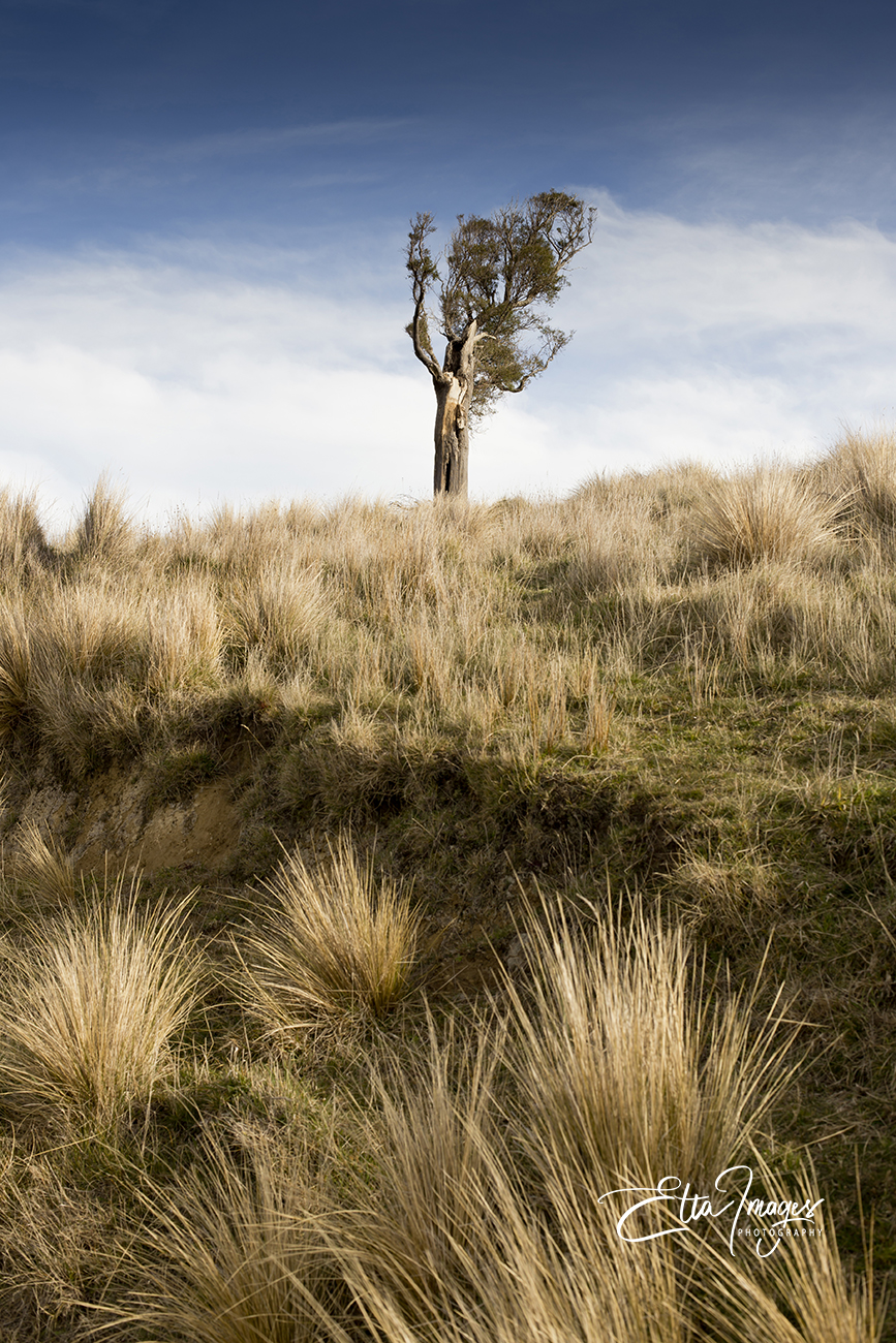 Art for my office, artwork Christchurch, local artist, Christmas gifts, fine art Christchurch, Etta Images , Christchurch Photographer