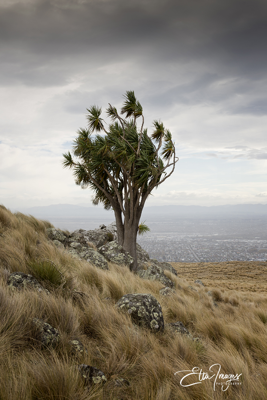 Art for my office, artwork Christchurch, local artist, Christmas gifts, fine art Christchurch, Etta Images , Christchurch Photographer