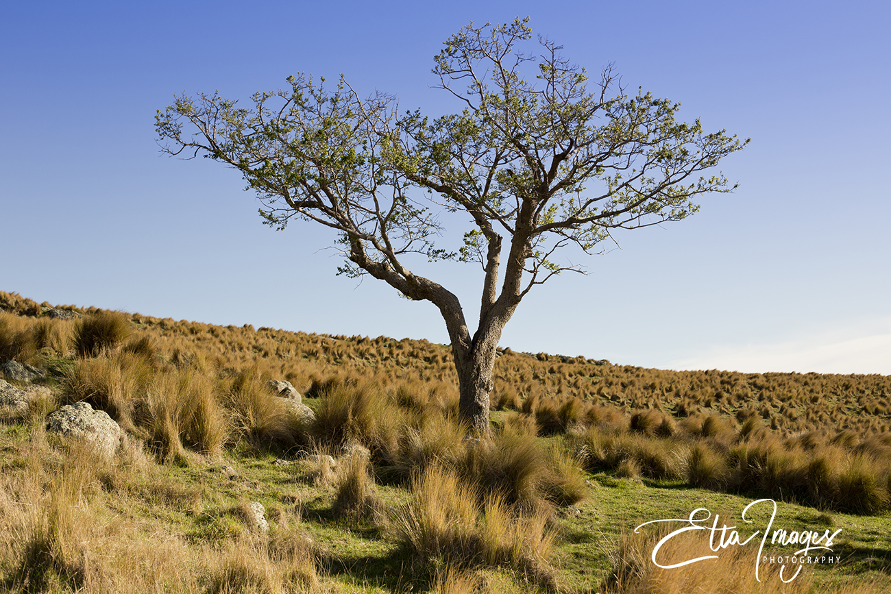 Art for my office, artwork Christchurch, local artist, Christmas gifts, fine art Christchurch, Etta Images , Christchurch Photographer